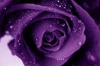 pic for Purple Rose Flower 480x320